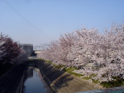 川沿いの桜