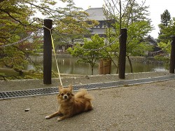 東大寺の池の前