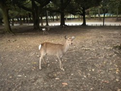 奈良公園の鹿